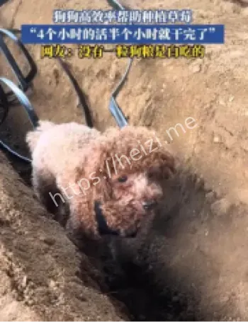 狗狗贝利草莓种植辅助